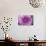 Purple Mum II-Erin Berzel-Photographic Print displayed on a wall