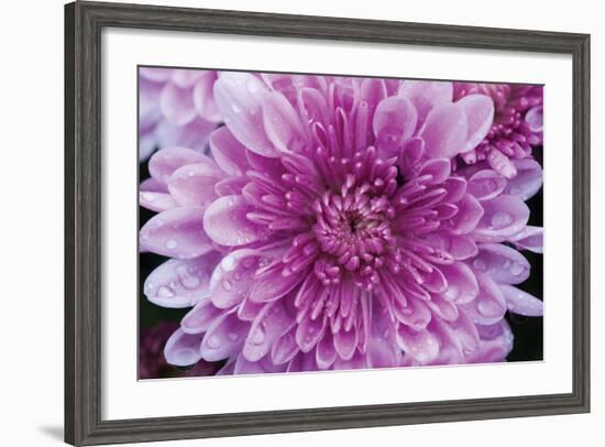 Purple Mum II-Erin Berzel-Framed Photographic Print