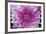 Purple Mum II-Erin Berzel-Framed Photographic Print