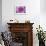 Purple Mum II-Erin Berzel-Framed Photographic Print displayed on a wall