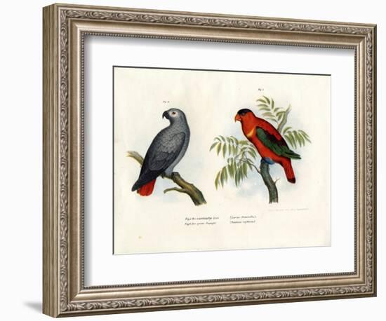 Purple-Naped Lory, 1864-null-Framed Giclee Print