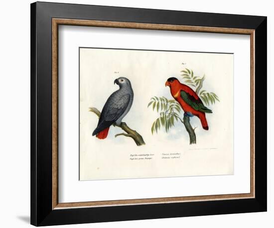 Purple-Naped Lory, 1864-null-Framed Giclee Print