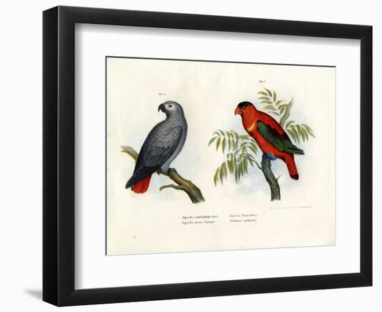 Purple-Naped Lory, 1864-null-Framed Giclee Print