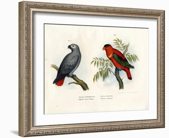 Purple-Naped Lory, 1864-null-Framed Giclee Print