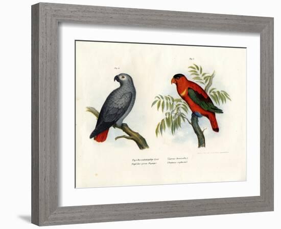 Purple-Naped Lory, 1864-null-Framed Giclee Print