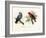 Purple-Naped Lory, 1864-null-Framed Giclee Print