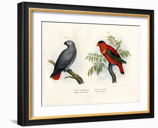 Purple-Naped Lory, 1864-null-Framed Giclee Print