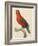 Purple-Naped Lory-Jacques Barraband-Framed Giclee Print