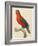 Purple-Naped Lory-Jacques Barraband-Framed Giclee Print