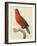 Purple-Naped Lory-Jacques Barraband-Framed Giclee Print