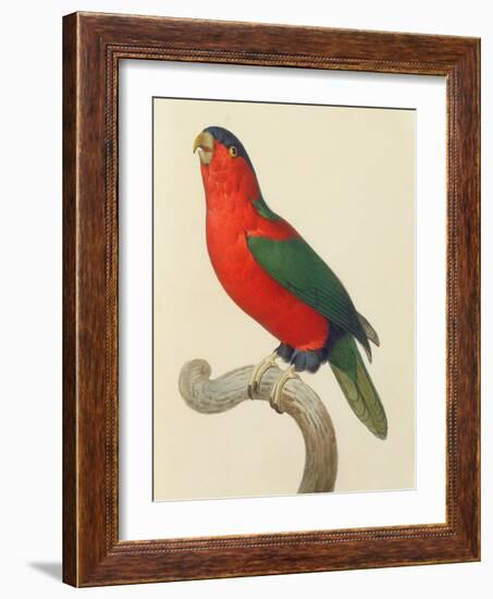 Purple-Naped Lory-Jacques Barraband-Framed Giclee Print