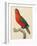 Purple-Naped Lory-Jacques Barraband-Framed Giclee Print