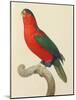 Purple-Naped Lory-Jacques Barraband-Mounted Giclee Print