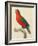 Purple-Naped Lory-Jacques Barraband-Framed Giclee Print