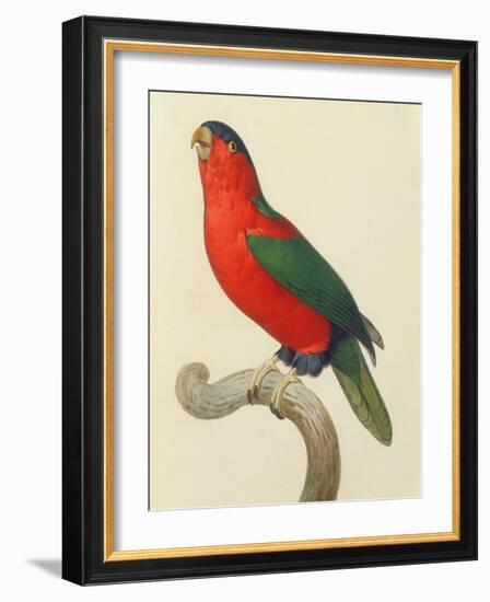 Purple-Naped Lory-Jacques Barraband-Framed Giclee Print