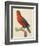 Purple-Naped Lory-Jacques Barraband-Framed Giclee Print