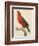 Purple-Naped Lory-Jacques Barraband-Framed Giclee Print