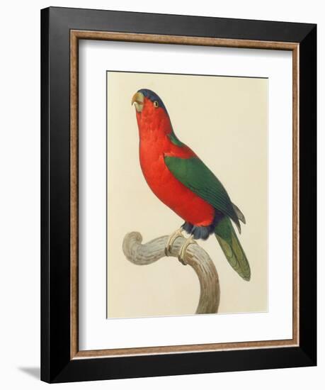 Purple-Naped Lory-Jacques Barraband-Framed Giclee Print