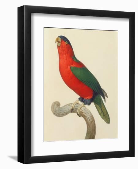 Purple-Naped Lory-Jacques Barraband-Framed Giclee Print