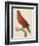 Purple-Naped Lory-Jacques Barraband-Framed Giclee Print