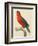 Purple-Naped Lory-Jacques Barraband-Framed Giclee Print