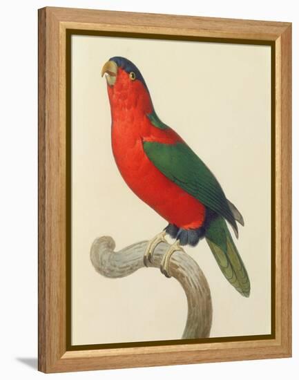 Purple-Naped Lory-Jacques Barraband-Framed Premier Image Canvas