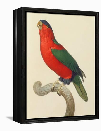 Purple-Naped Lory-Jacques Barraband-Framed Premier Image Canvas