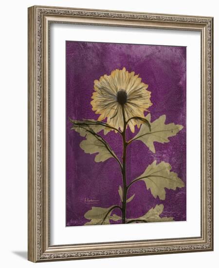 Purple Opus Chrysanthemum-Albert Koetsier-Framed Premium Giclee Print