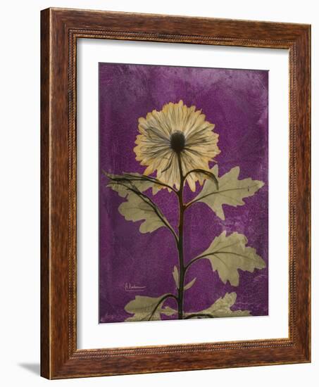 Purple Opus Chrysanthemum-Albert Koetsier-Framed Premium Giclee Print