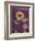 Purple Opus Chrysanthemum-Albert Koetsier-Framed Premium Giclee Print