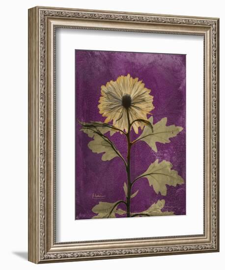 Purple Opus Chrysanthemum-Albert Koetsier-Framed Premium Giclee Print