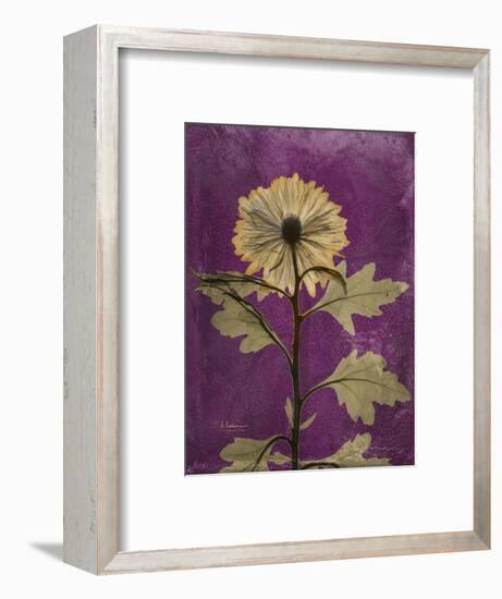 Purple Opus Chrysanthemum-Albert Koetsier-Framed Premium Giclee Print