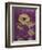 Purple Opus Chrysanthemum-Albert Koetsier-Framed Premium Giclee Print