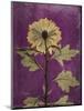Purple Opus Chrysanthemum-Albert Koetsier-Mounted Premium Giclee Print