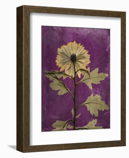 Purple Opus Chrysanthemum-Albert Koetsier-Framed Art Print