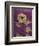 Purple Opus Chrysanthemum-Albert Koetsier-Framed Art Print