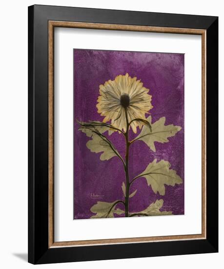 Purple Opus Chrysanthemum-Albert Koetsier-Framed Art Print