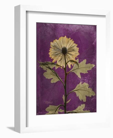 Purple Opus Chrysanthemum-Albert Koetsier-Framed Art Print