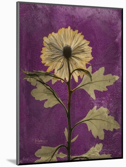 Purple Opus Chrysanthemum-Albert Koetsier-Mounted Art Print