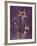 Purple Opus Columbine-Albert Koetsier-Framed Premium Giclee Print