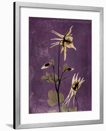 Purple Opus Columbine-Albert Koetsier-Framed Premium Giclee Print