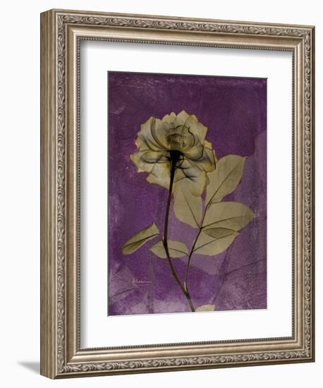 Purple Opus Rose-Albert Koetsier-Framed Art Print