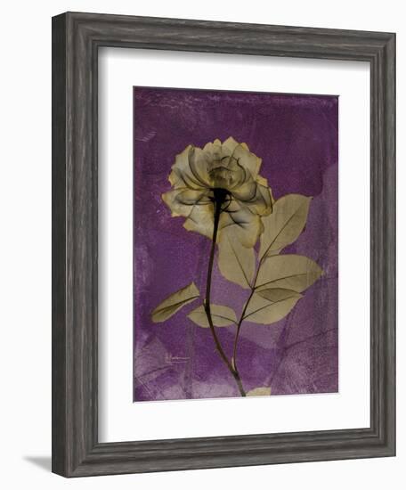 Purple Opus Rose-Albert Koetsier-Framed Art Print