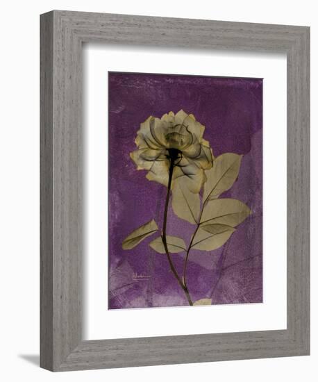 Purple Opus Rose-Albert Koetsier-Framed Art Print