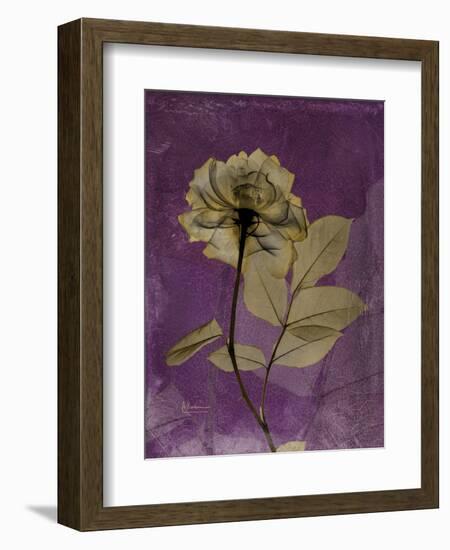 Purple Opus Rose-Albert Koetsier-Framed Art Print