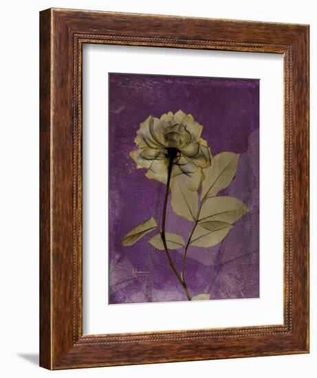 Purple Opus Rose-Albert Koetsier-Framed Art Print