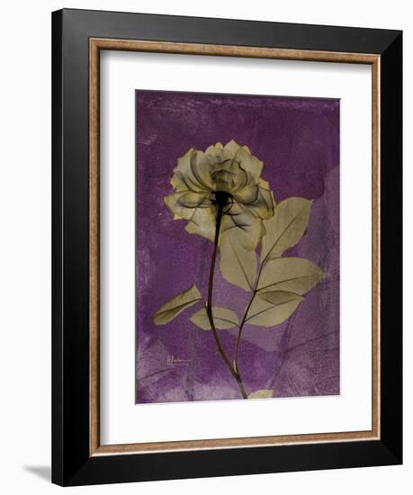 Purple Opus Rose-Albert Koetsier-Framed Art Print