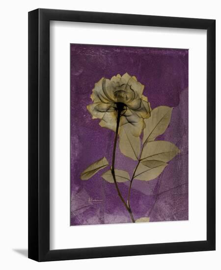 Purple Opus Rose-Albert Koetsier-Framed Art Print