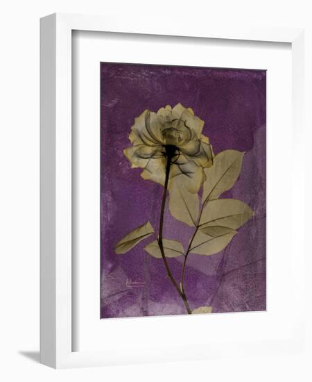 Purple Opus Rose-Albert Koetsier-Framed Art Print