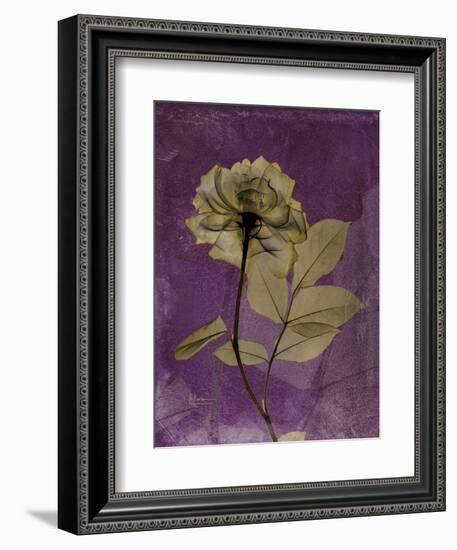 Purple Opus Rose-Albert Koetsier-Framed Art Print